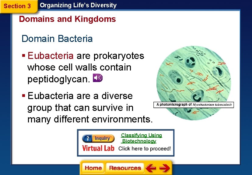 Section 3 Organizing Life’s Diversity Domains and Kingdoms Domain Bacteria § Eubacteria are prokaryotes