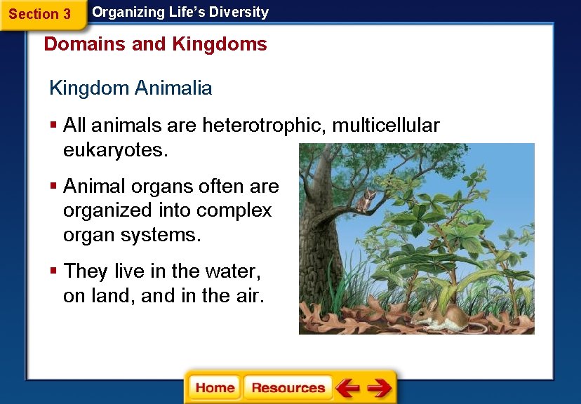 Section 3 Organizing Life’s Diversity Domains and Kingdoms Kingdom Animalia § All animals are
