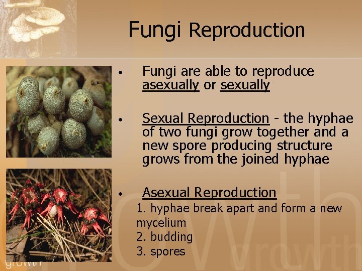Fungi Reproduction • Fungi are able to reproduce asexually or sexually • Sexual Reproduction
