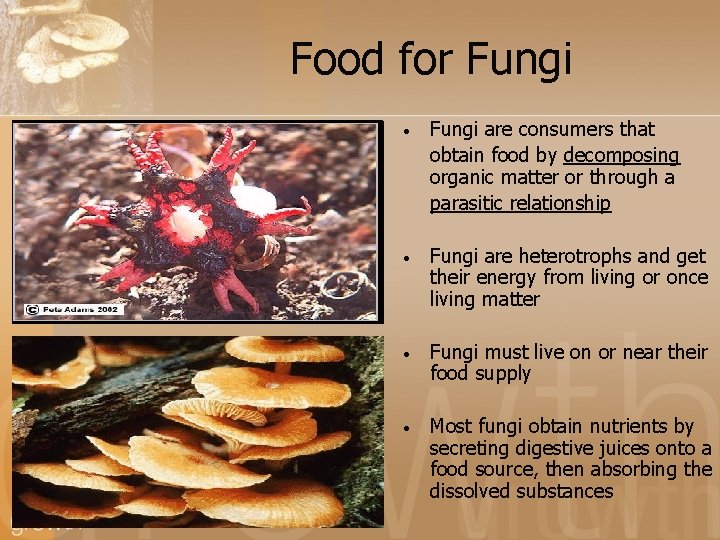 Food for Fungi • Fungi are consumers that obtain food by decomposing organic matter