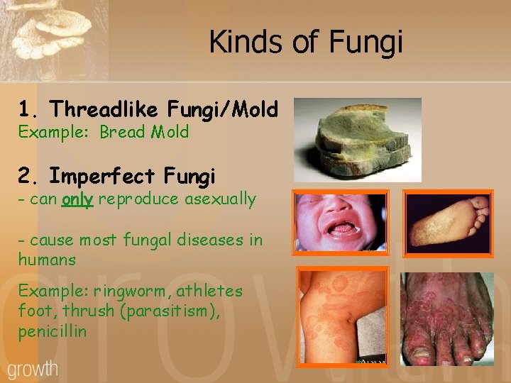 Kinds of Fungi 1. Threadlike Fungi/Mold Example: Bread Mold 2. Imperfect Fungi - can