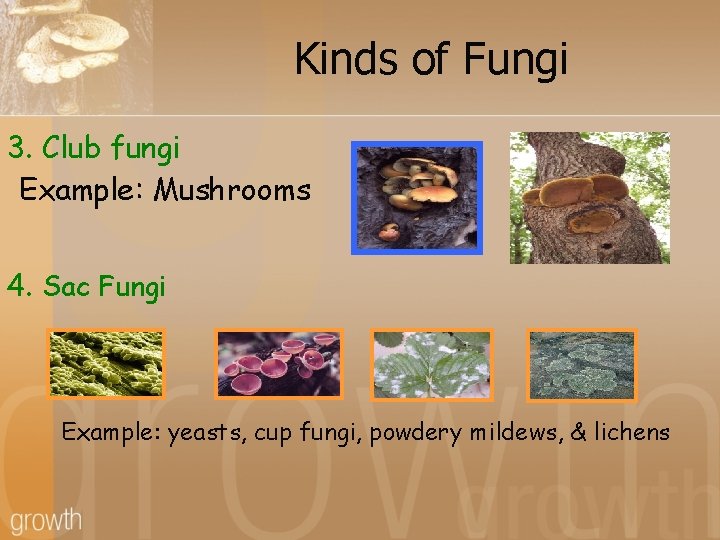 Kinds of Fungi 3. Club fungi Example: Mushrooms 4. Sac Fungi Example: yeasts, cup