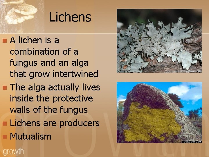 Lichens A lichen is a combination of a fungus and an alga that grow
