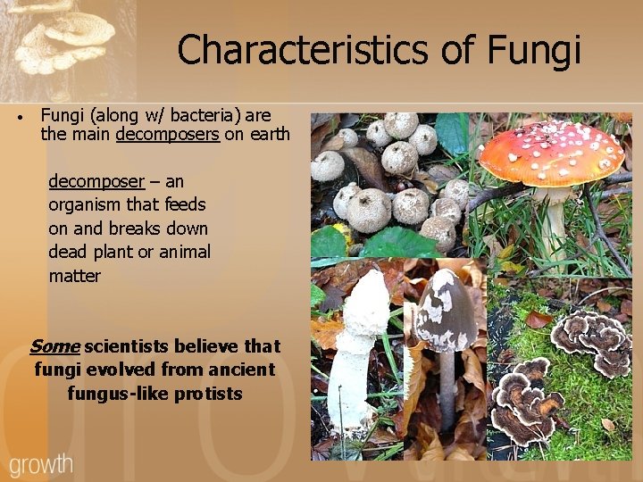 Characteristics of Fungi • Fungi (along w/ bacteria) are the main decomposers on earth