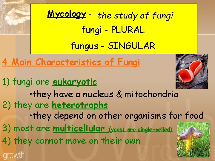 Mycology - the study of fungi - PLURAL fungus - SINGULAR 4 Main Characteristics