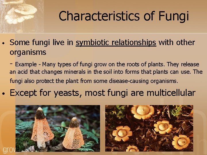 Characteristics of Fungi • Some fungi live in symbiotic relationships with other organisms -