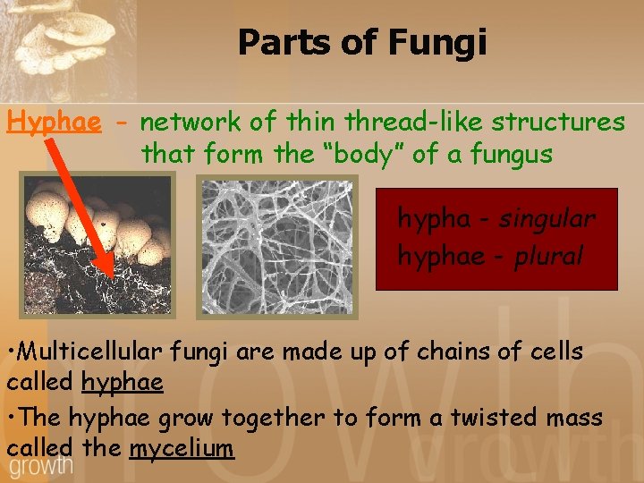 Parts of Fungi Hyphae - network of thin thread-like structures that form the “body”