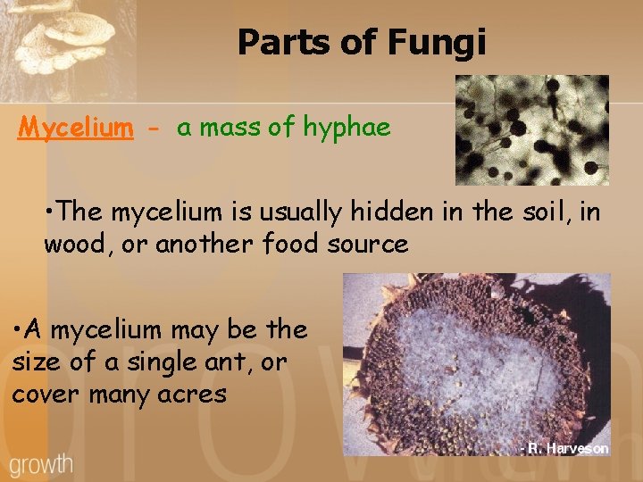 Parts of Fungi Mycelium - a mass of hyphae • The mycelium is usually