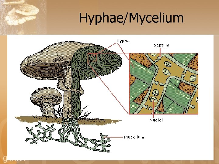 Hyphae/Mycelium 
