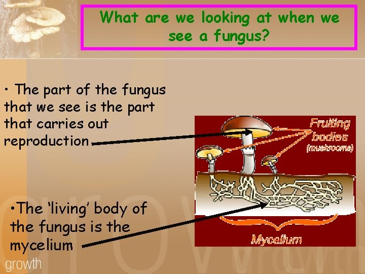 What are we looking at when we see a fungus? • The part of