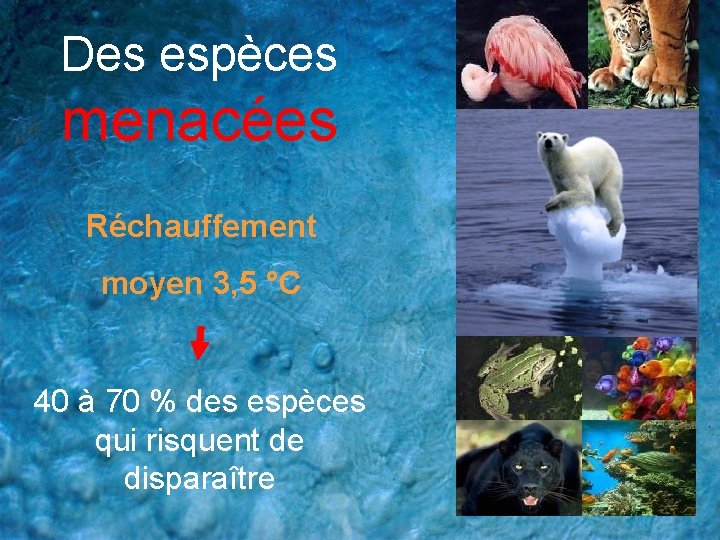 Des espèces menacées Réchauffement moyen 3, 5 °C 40 à 70 % des espèces