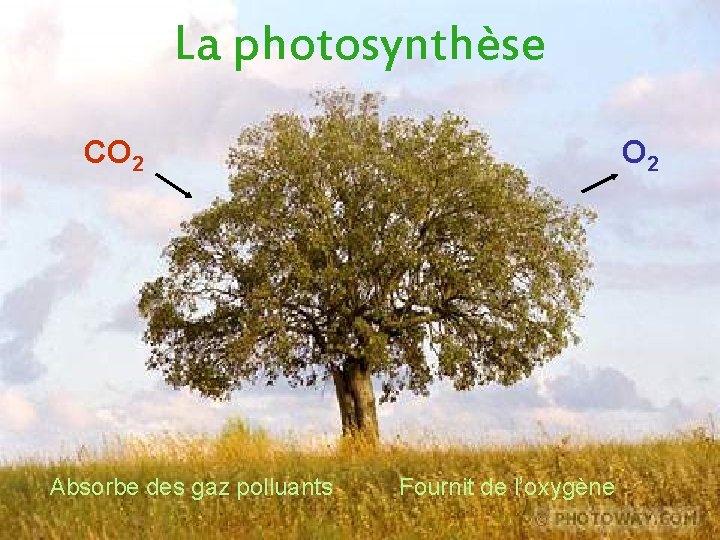 La photosynthèse CO 2 Absorbe des gaz polluants O 2 Fournit de l’oxygène 
