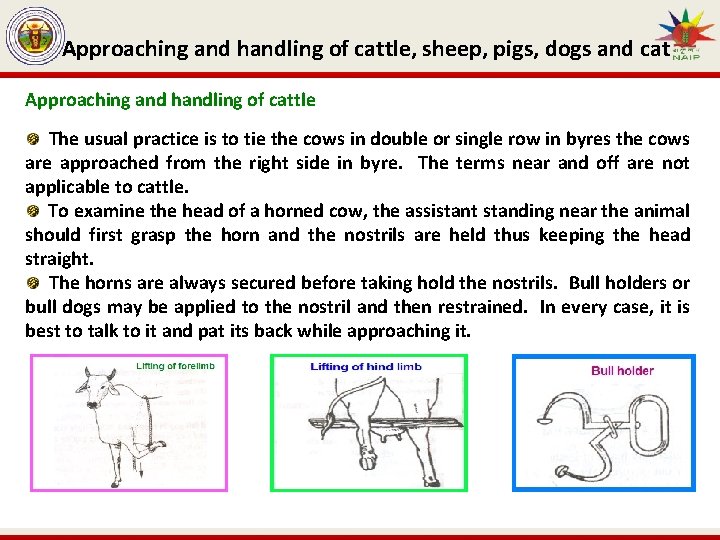 Approaching and handling of cattle, sheep, pigs, dogs and cat Approaching and handling of