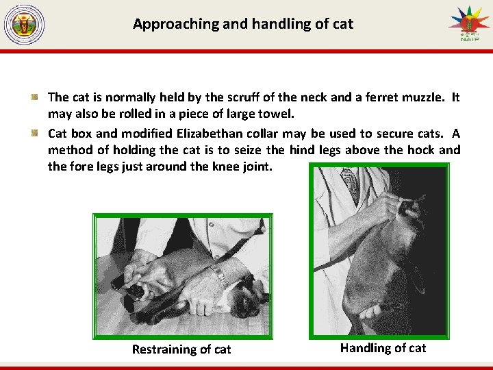Approaching and handling of cat The cat is normally held by the scruff of