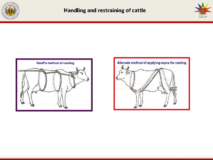 Handling and restraining of cattle 