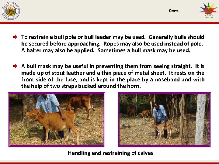 Cont… To restrain a bull pole or bull leader may be used. Generally bulls