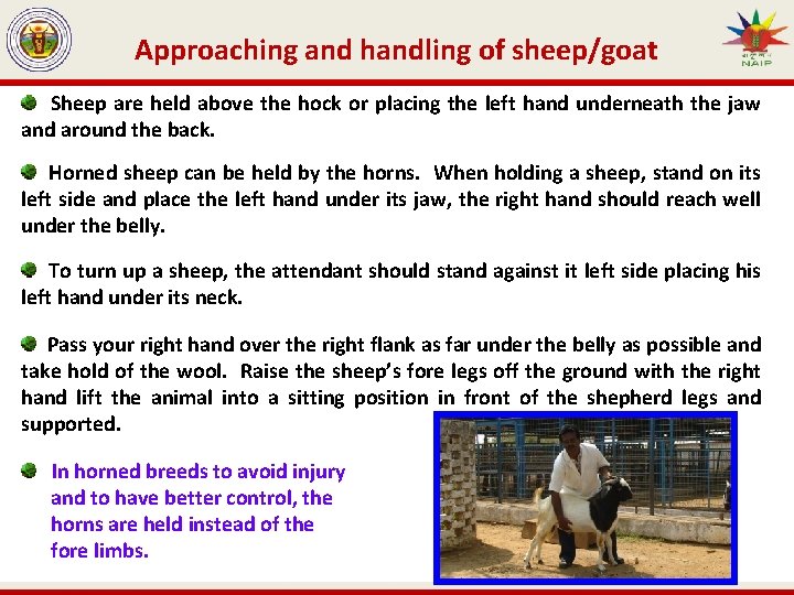 Approaching and handling of sheep/goat Sheep are held above the hock or placing the