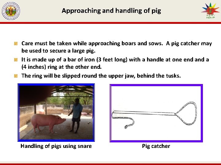 Approaching and handling of pig Care must be taken while approaching boars and sows.