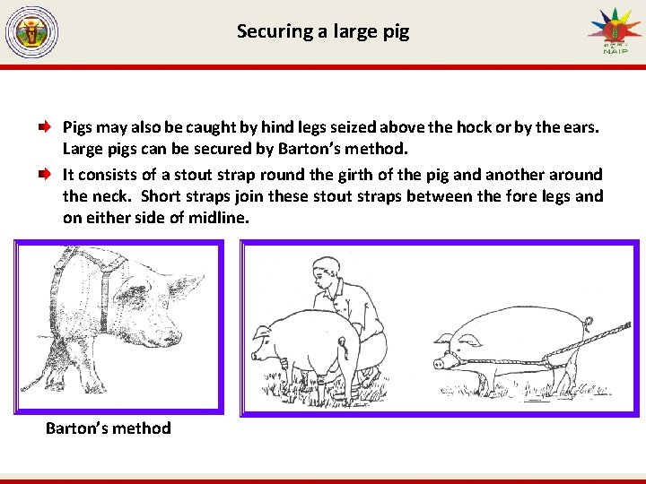 Securing a large pig Pigs may also be caught by hind legs seized above