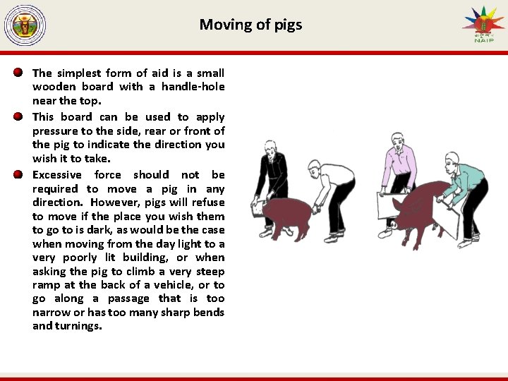 Moving of pigs The simplest form of aid is a small wooden board with