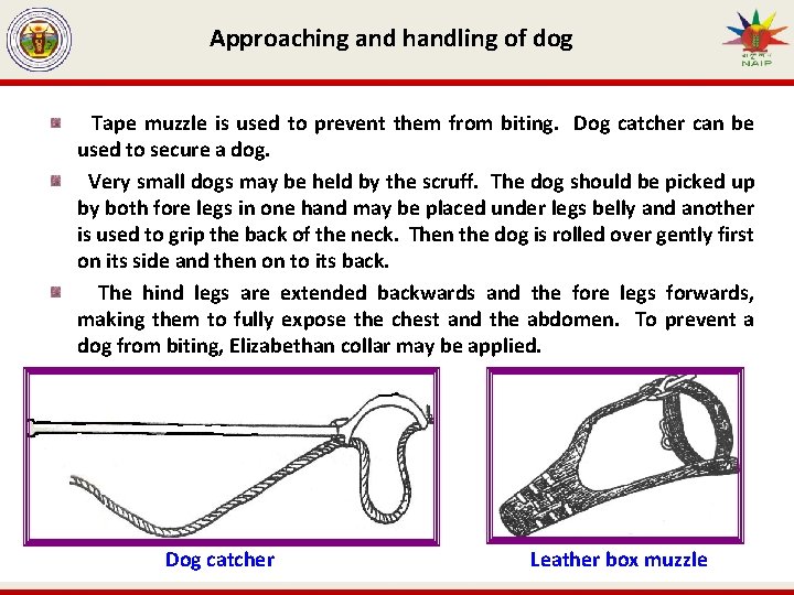 Approaching and handling of dog Tape muzzle is used to prevent them from biting.