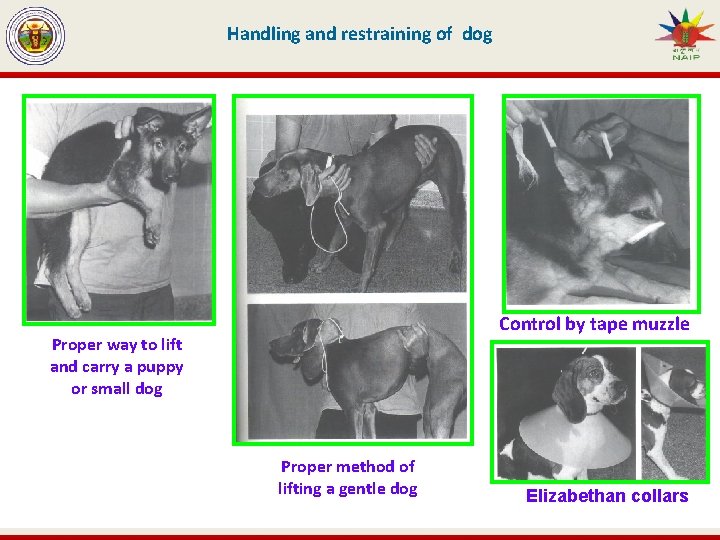 Handling and restraining of dog Control by tape muzzle Proper way to lift and