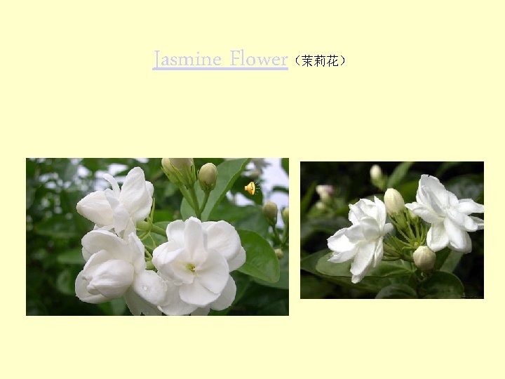 Jasmine Flower（茉莉花） 