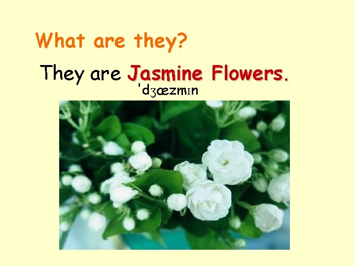 What are they? They are Jasmine Flowers. 'dʒæzmɪn 