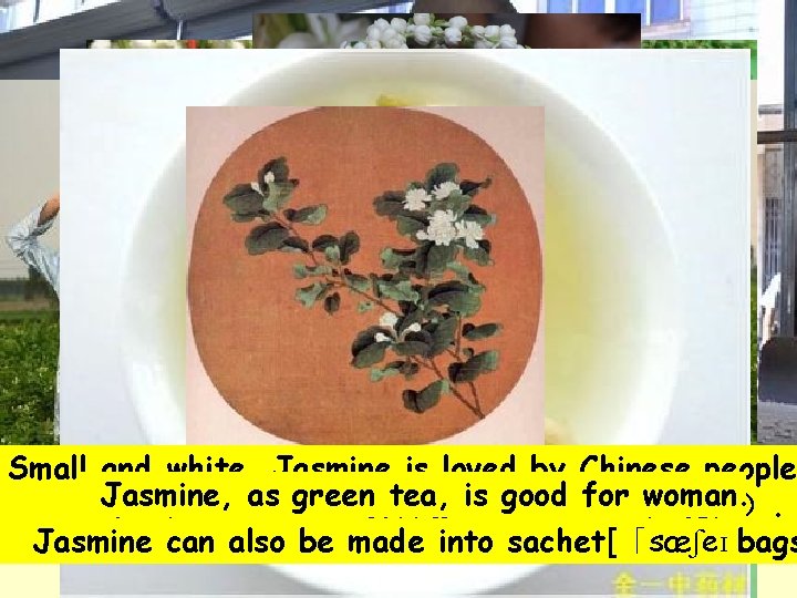 Small and white, Jasmine is loved by Chinese people I love as Jasmine, and