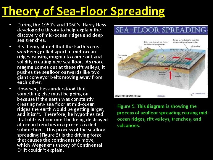 Theory of Sea-Floor Spreading • • • During the 1950’s and 1960’s Harry Hess
