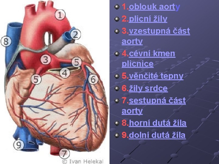 1. oblouk aorty 2. plicní žíly 3. vzestupná část aorty 4. cévní kmen plicnice