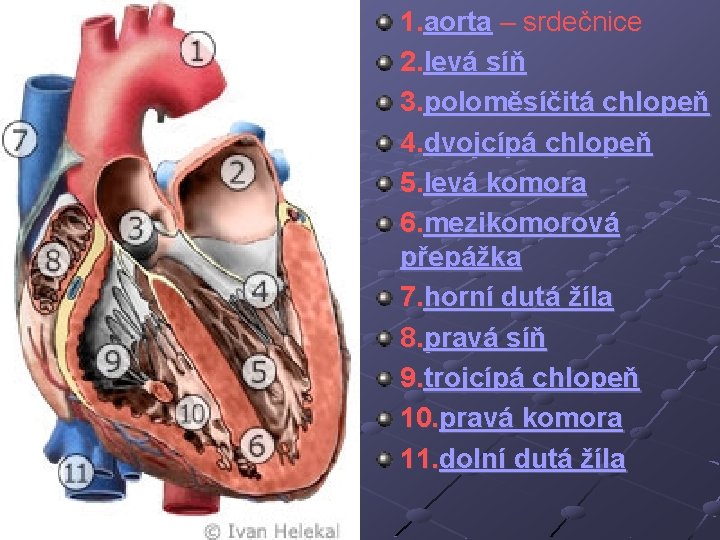 1. aorta – srdečnice 2. levá síň 3. poloměsíčitá chlopeň 4. dvojcípá chlopeň 5.