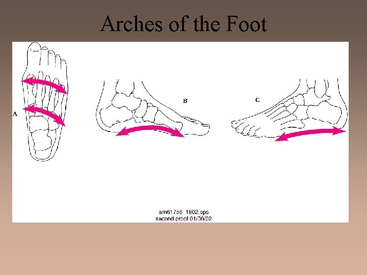 Arches of the Foot 