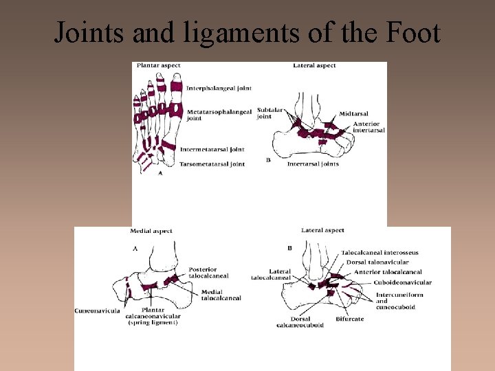 Joints and ligaments of the Foot 