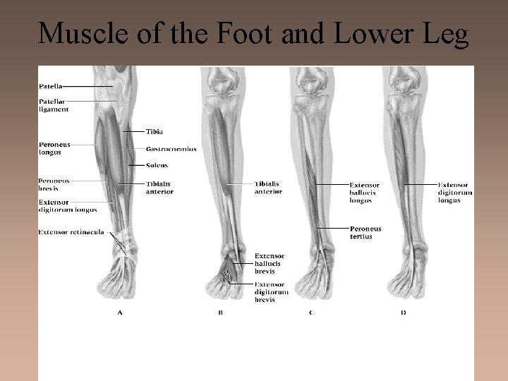 Muscle of the Foot and Lower Leg 