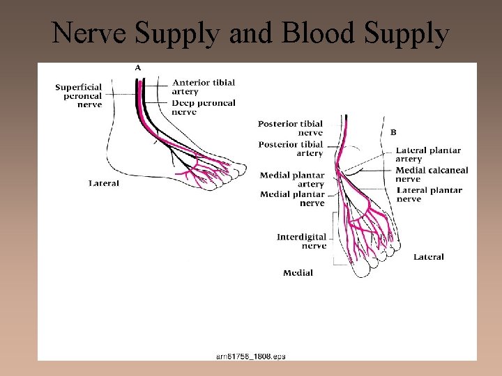 Nerve Supply and Blood Supply 