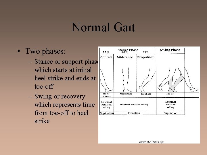 Normal Gait • Two phases: – Stance or support phase which starts at initial