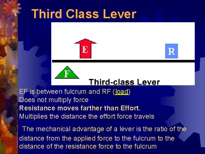 Third Class Lever EF is between fulcrum and RF (load) Does not multiply force