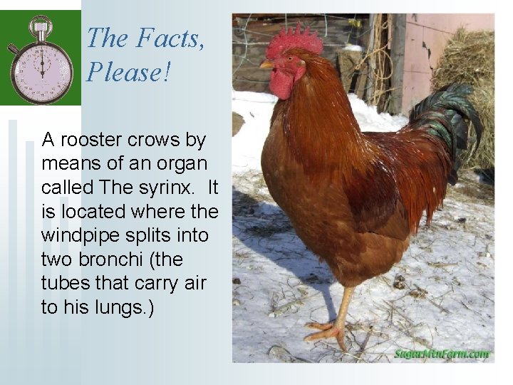 The Facts, Please! A rooster crows by means of an organ called The syrinx.