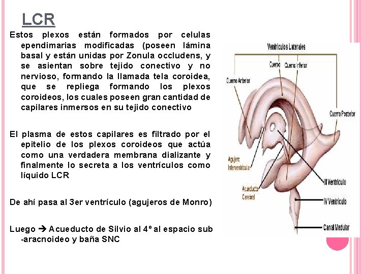 LCR Estos plexos están formados por celulas ependimarias modificadas (poseen lámina basal y están