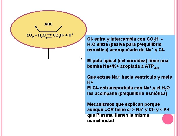 AHC CO 2 + H 2 O CO 3 H- + H+ Cl- entra