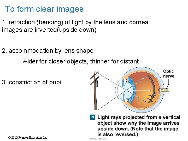 To form clear images 1. refraction (bending) of light by the lens and cornea, To form clear images 1. refraction (bending) of light by the lens and cornea,