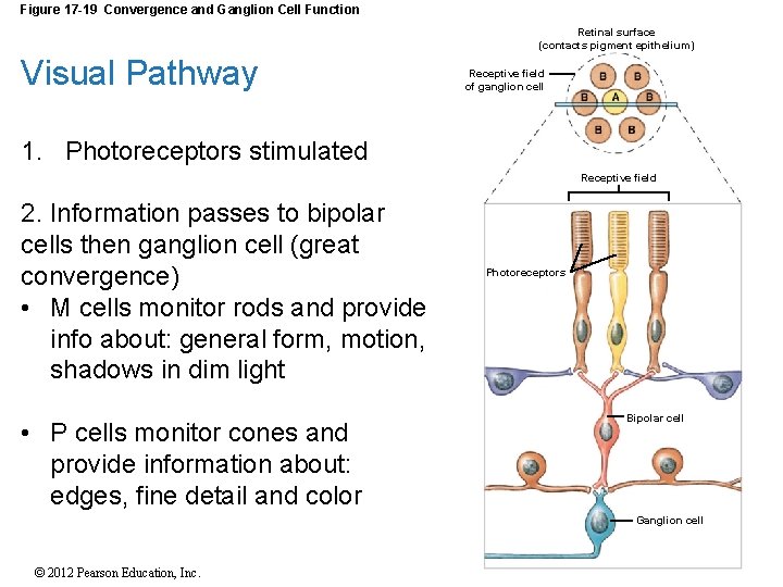 Figure 17 -19 Convergence and Ganglion Cell Function Retinal surface (contacts pigment epithelium) Visual Figure 17 -19 Convergence and Ganglion Cell Function Retinal surface (contacts pigment epithelium) Visual