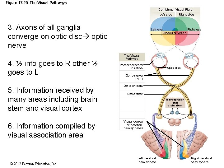 Figure 17 -20 The Visual Pathways Combined Visual Field Left side 3. Axons of Figure 17 -20 The Visual Pathways Combined Visual Field Left side 3. Axons of