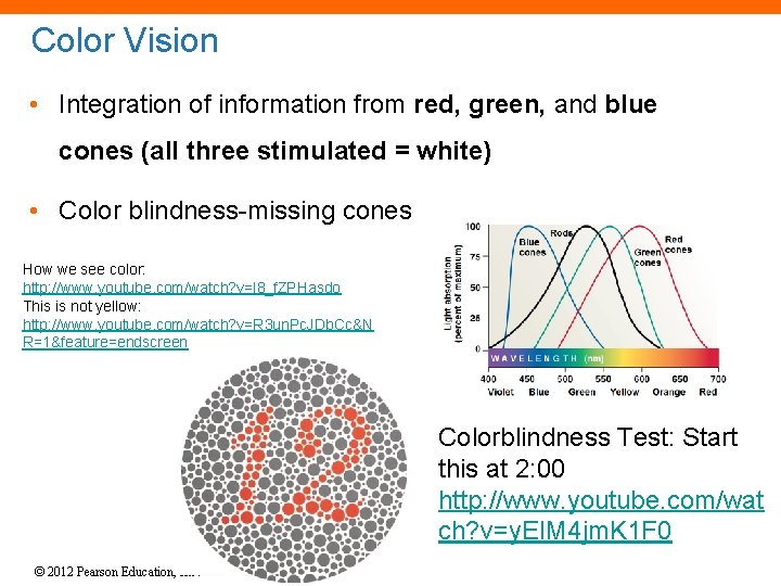 Color Vision • Integration of information from red, green, and blue cones (all three Color Vision • Integration of information from red, green, and blue cones (all three
