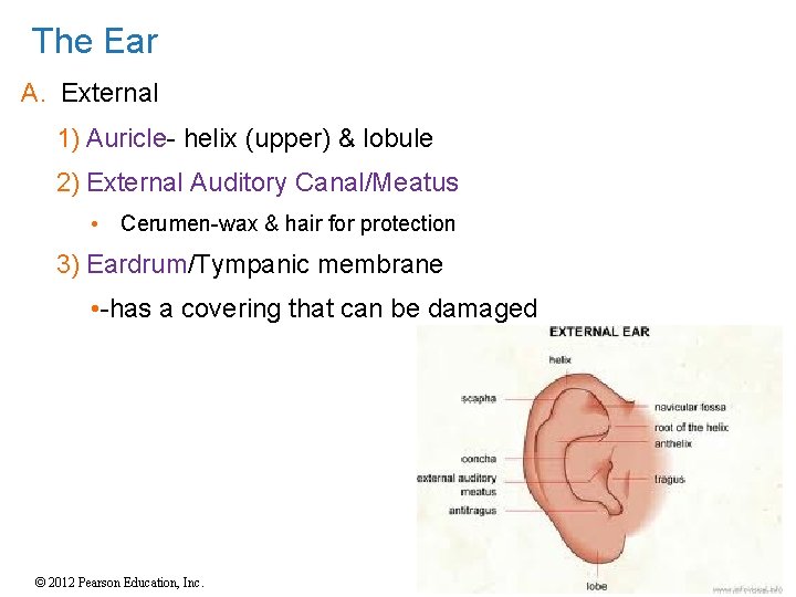 The Ear A. External 1) Auricle- helix (upper) & lobule 2) External Auditory Canal/Meatus The Ear A. External 1) Auricle- helix (upper) & lobule 2) External Auditory Canal/Meatus