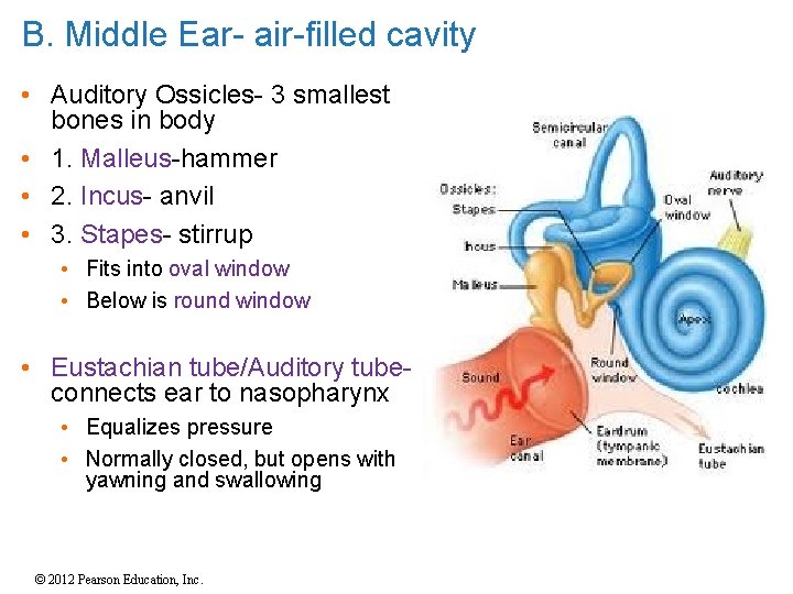 B. Middle Ear- air-filled cavity • Auditory Ossicles- 3 smallest bones in body • B. Middle Ear- air-filled cavity • Auditory Ossicles- 3 smallest bones in body •