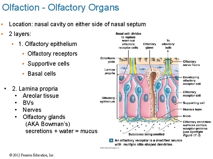 Olfaction - Olfactory Organs • Location: nasal cavity on either side of nasal septum Olfaction - Olfactory Organs • Location: nasal cavity on either side of nasal septum