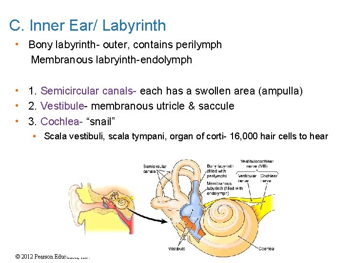 C. Inner Ear/ Labyrinth • Bony labyrinth- outer, contains perilymph Membranous labryinth-endolymph • 1. C. Inner Ear/ Labyrinth • Bony labyrinth- outer, contains perilymph Membranous labryinth-endolymph • 1.