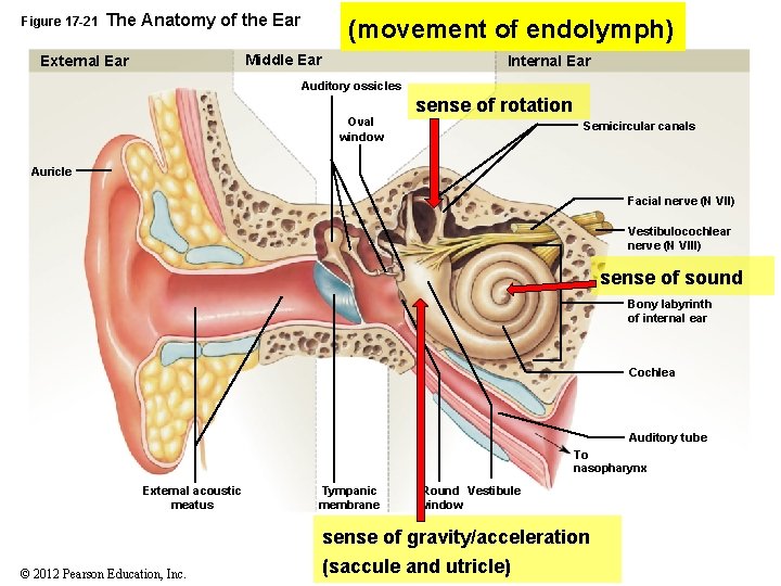 Figure 17 -21 The Anatomy of the Ear (movement of endolymph) Middle Ear External Figure 17 -21 The Anatomy of the Ear (movement of endolymph) Middle Ear External